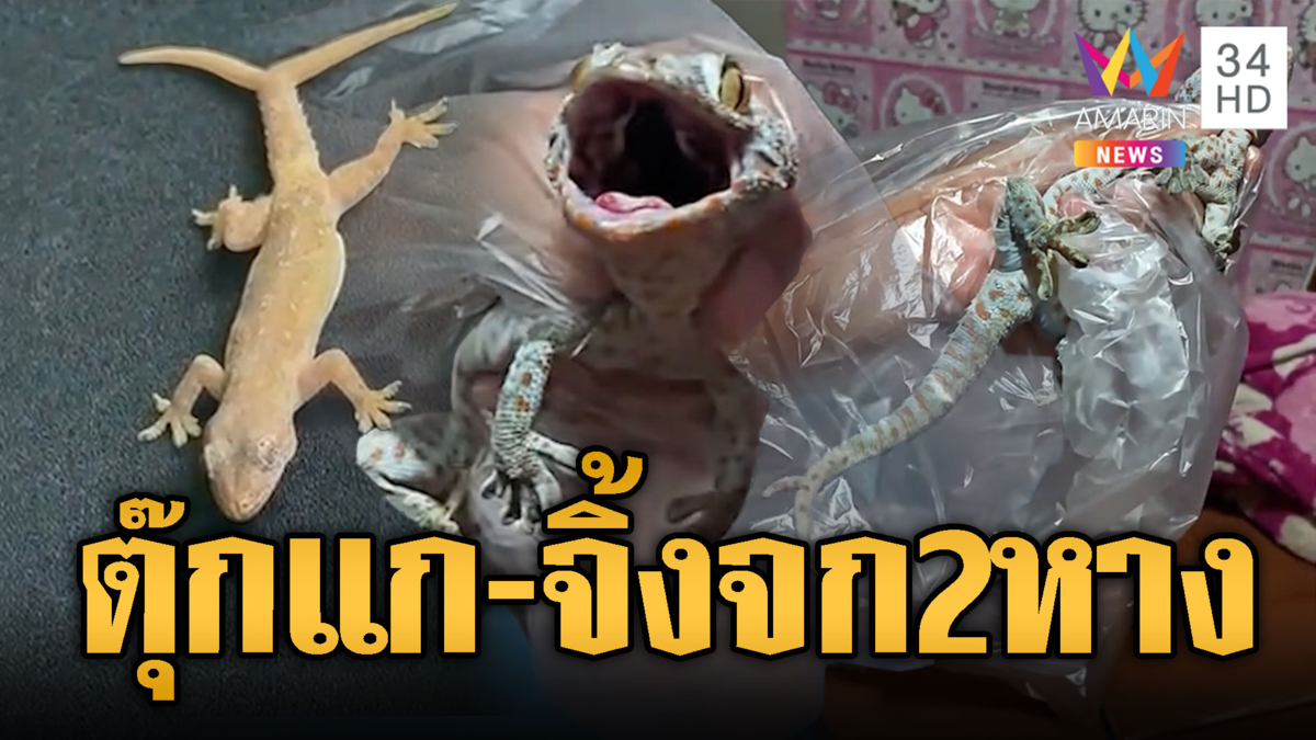สาวผวาตุ๊กแก 2 หางตกใส่เตียง-ลุงอินฟลูฯ เจอจิ้งจก 2 หาง