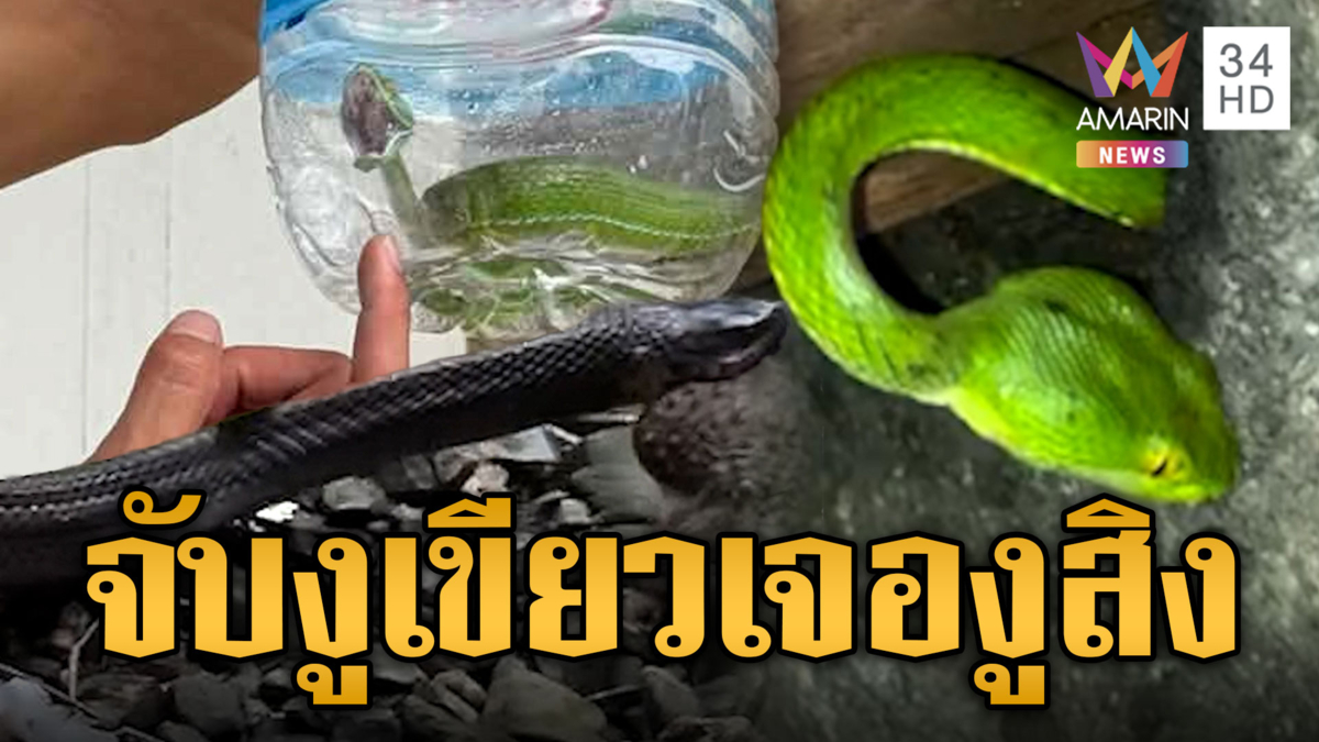 เจ้าของบ้านกรี๊ดลั่น จับงูเขียวหางไหม้ เจองูสิงโผล่กินเขียด