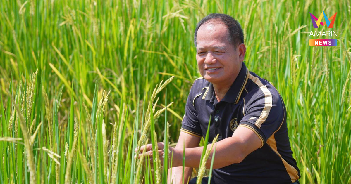 4 ป. สูตรข้าวคาร์บอนต่ำ ศูนย์ข้าวเชียงใหม่ถ่ายทอดเกษตรกรลำพูน