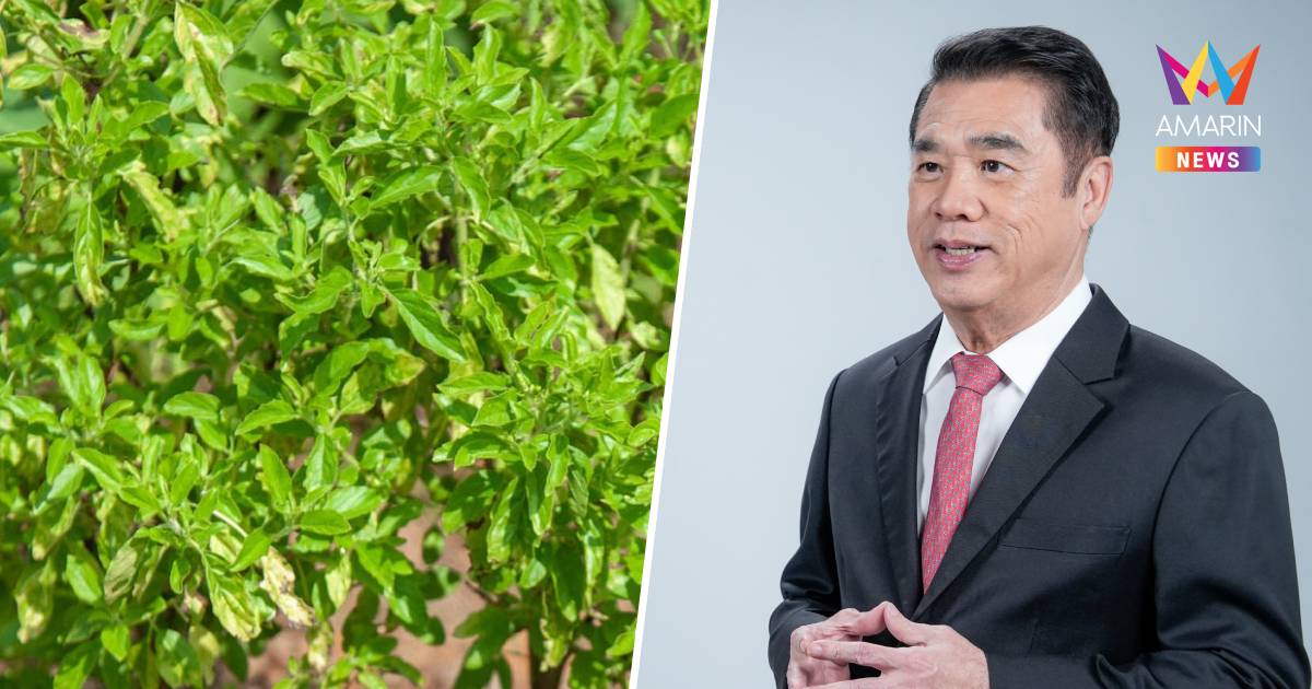 "สุริยะ" แจงจดทะเบียนคุ้มครองพันธุ์กะเพรา ไม่กระทบประชาชนปลูกกินเอง