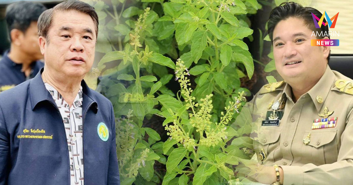 "สุริยะ" สั่งสแกนสิทธิบัตรกะเพรา 4 สายพันธุ์ ลั่นไม่สนนายทุนใหญ่