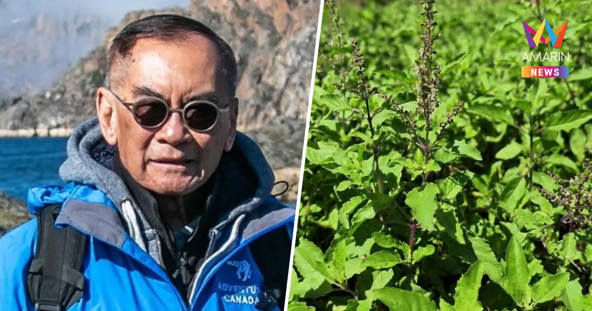 "ปองพล" กางตำราแพทย์โบราณ ยัน"กะเพรา" สมบัติชาติ มิใช่ของนิติบุคคลใด