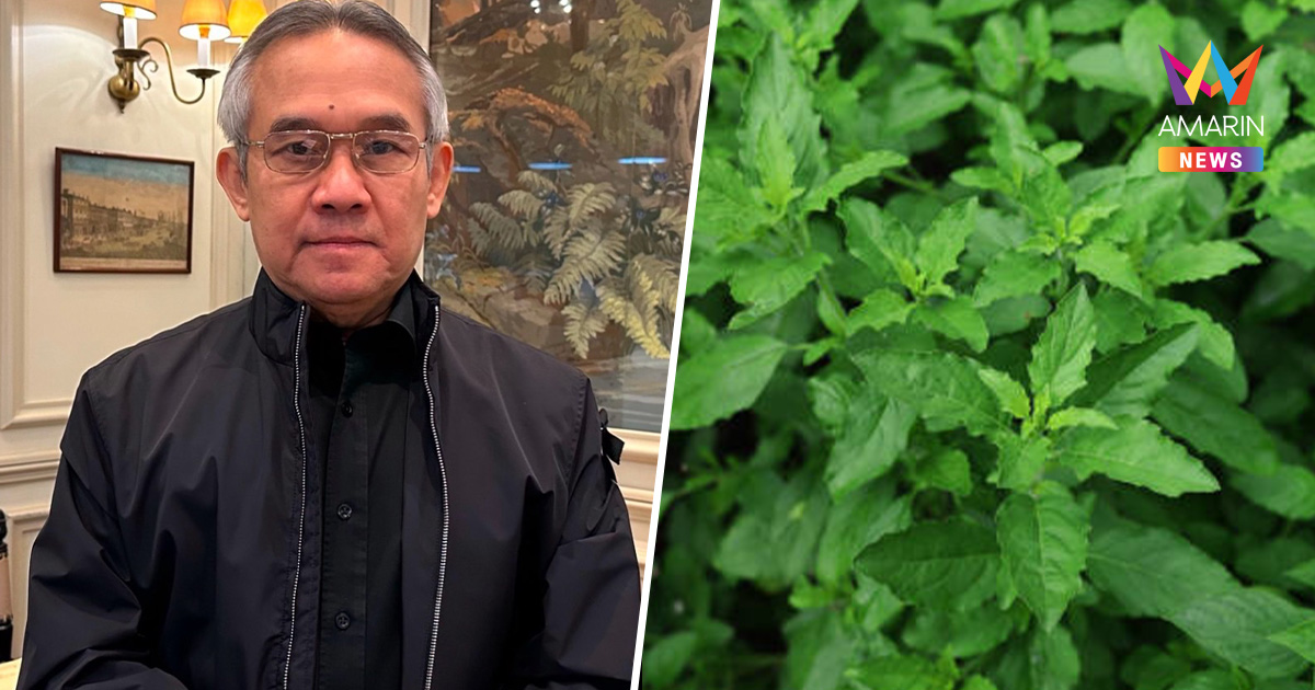 “สุรเดช” ค้านจดทะเบียนคุ้มครองกะเพรา ไม่เห็นด้วยนายทุนผูกขาด