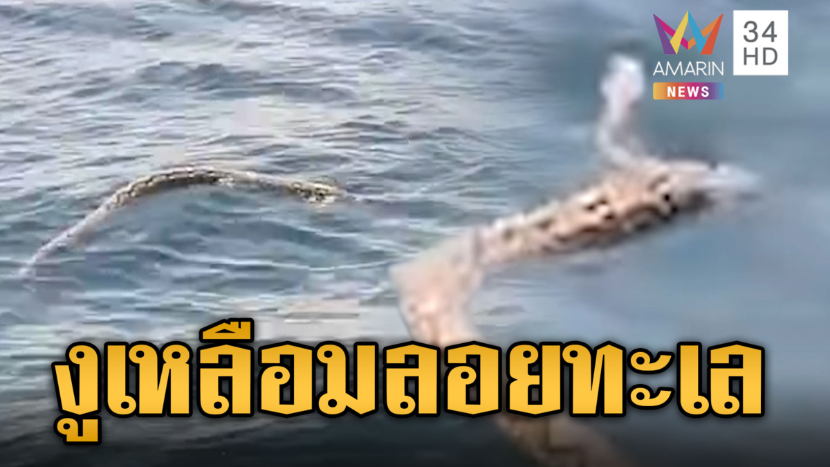 หนุ่มออกเรือหาปลาช็อก เจองูเหลือมโผล่ลอยกลางอ่าวไทย