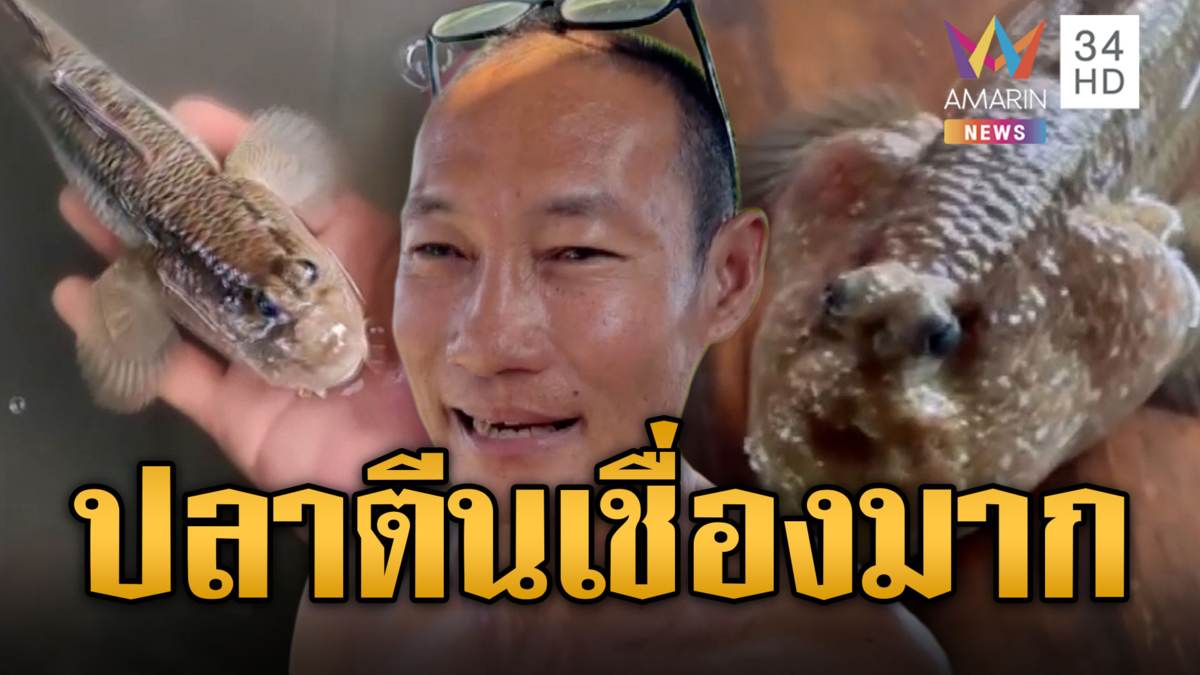 ปลาตีนขี้อ้อน โผล่ขออาหารชาวบ้าน ยอมให้จับลูบหัวอุ๋งอุ๋ง
