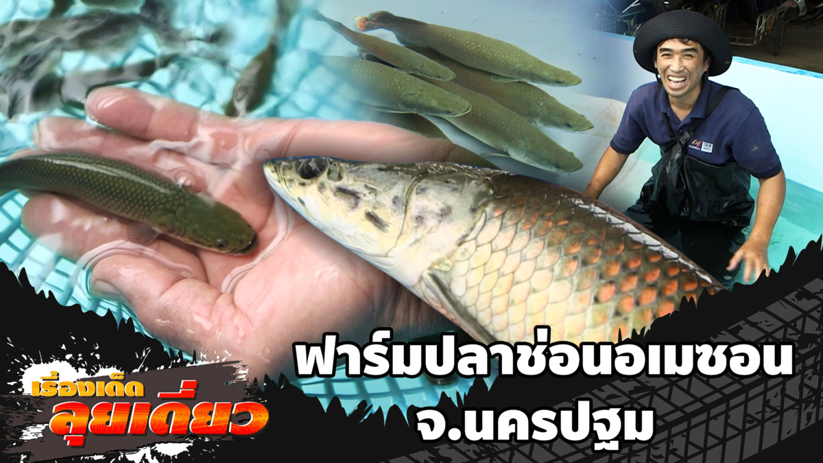 เรื่องเด็ดลุยเดี่ยว | บุกฟาร์ม ปลาช่อนอเมซอน จ.นครปฐม