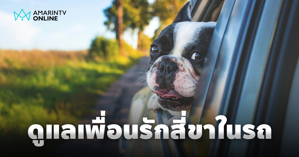 หน้าร้อนกับเพื่อนรักสี่ขาในรถยนต์ ข้อควรระวังและความรับผิดชอบ