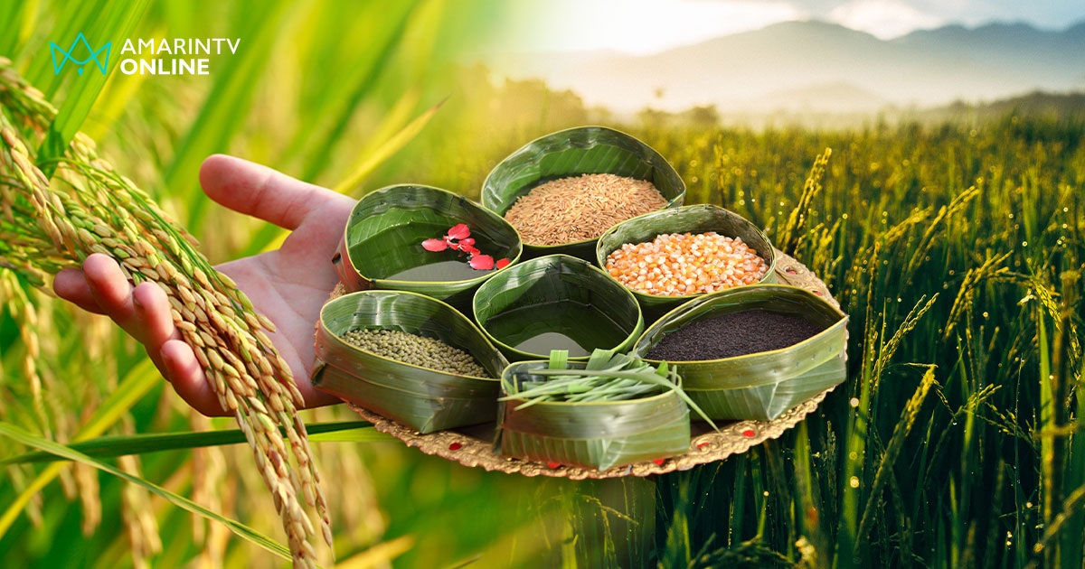 พระโคกินอะไร 2568 ? เปิด 7 สายพันธุ์ข้าว ในพิธีแรกนาขวัญ วันพืชมงคล