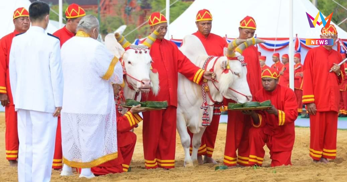 เปิดสถิติจานโปรดของ "พระโค" ย้อน 10 ปีพิธีแรกนาขวัญ ต้องกินสิ่งนี้ตลอด