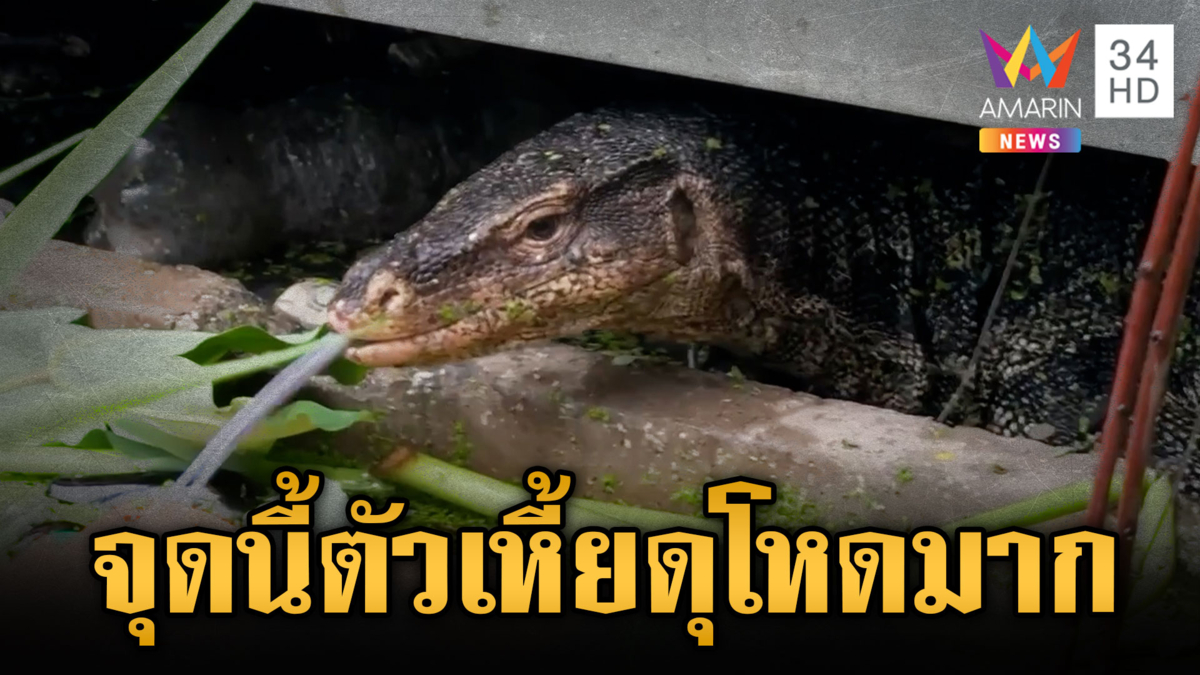 สยองตัวเหี้ยเขมือบทารก จุดนี้ตัวเหี้ยชุกชุม สุดผวานิสัยดุร้าย