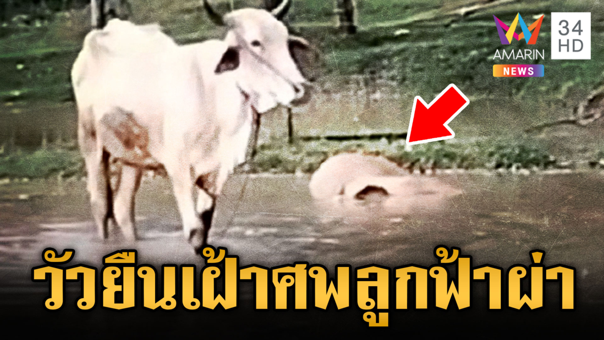 สลด!! แม่วัวยืนเฝ้าไม่ห่างลูกถูกฟ้าผ่าตาย