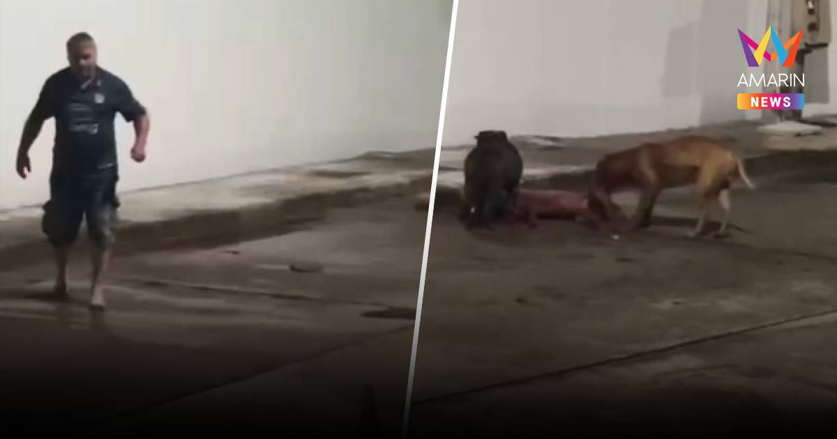 เพื่อนบ้านผวา! ฝรั่งโหดยืนดู 2 พิตบูลขย้ำหมาชาวบ้านดับอนาถ