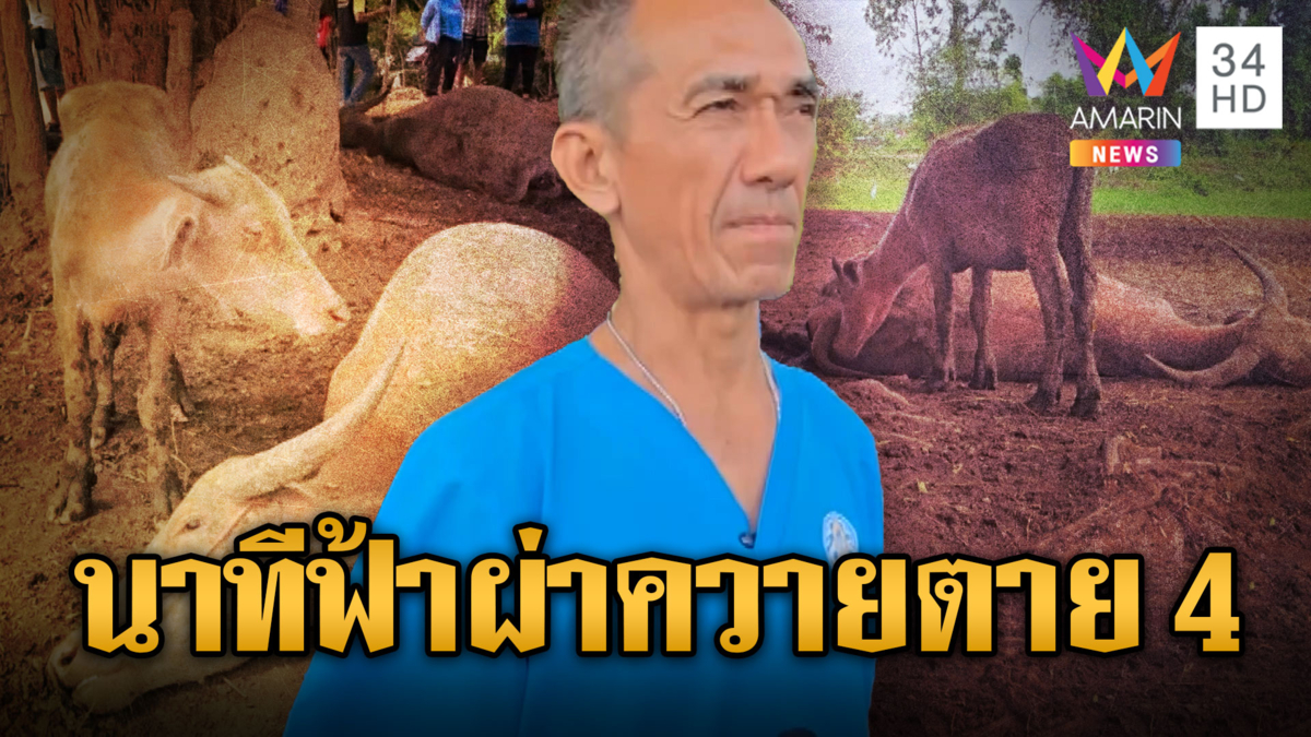 พายุฝนถล่ม ฟ้าผ่ากลางคอก ทำควายตาย 4 ตัว