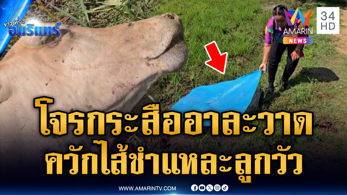 ผวา “จอมโจรกระสือ” ฆ่าชำแหละลูกวัว เหลือแค่ซากหัว