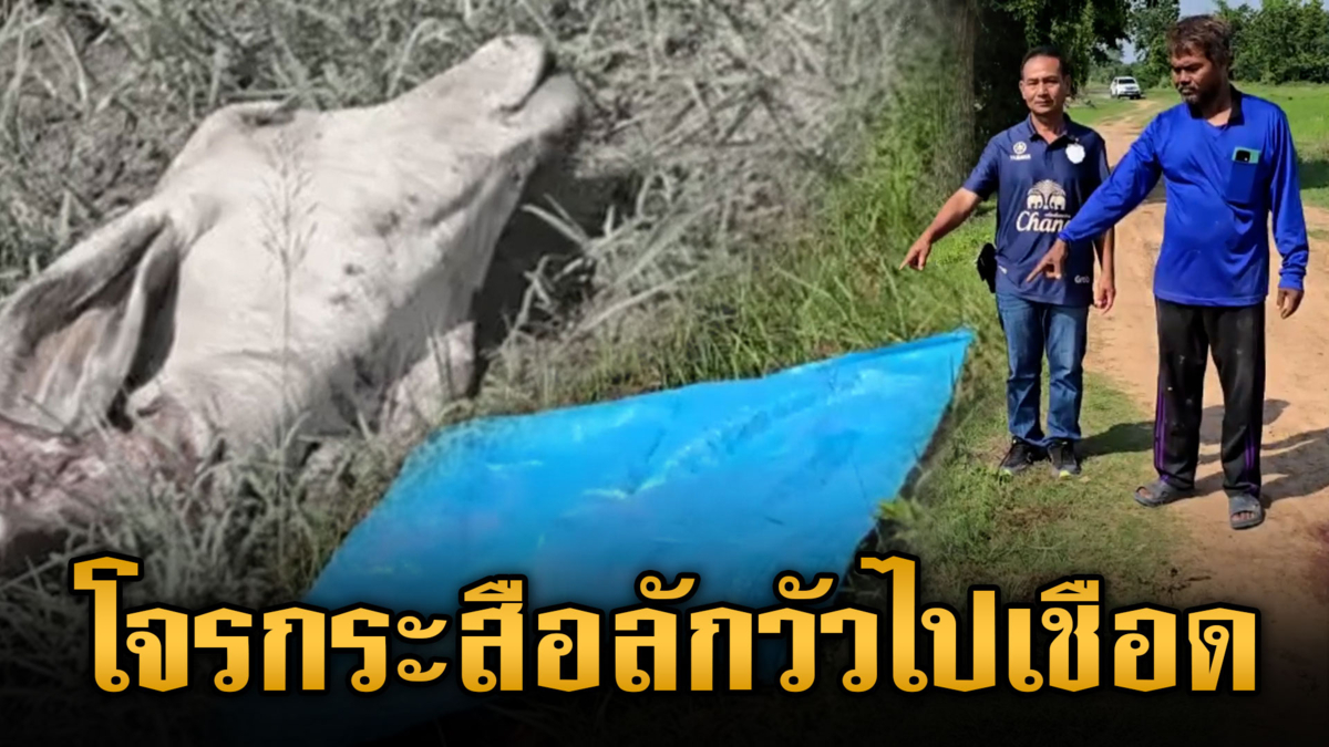 โจรกระสือ ลักลูกวัวชำแหละเหลือแต่หัว