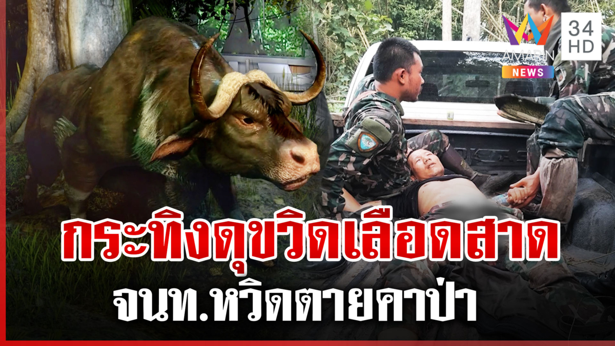 จนท.พิทักษ์ป่าฯ เผชิญหน้ากระทิง ถูกขวิดเข้าต้นขาหวิดม้วย 