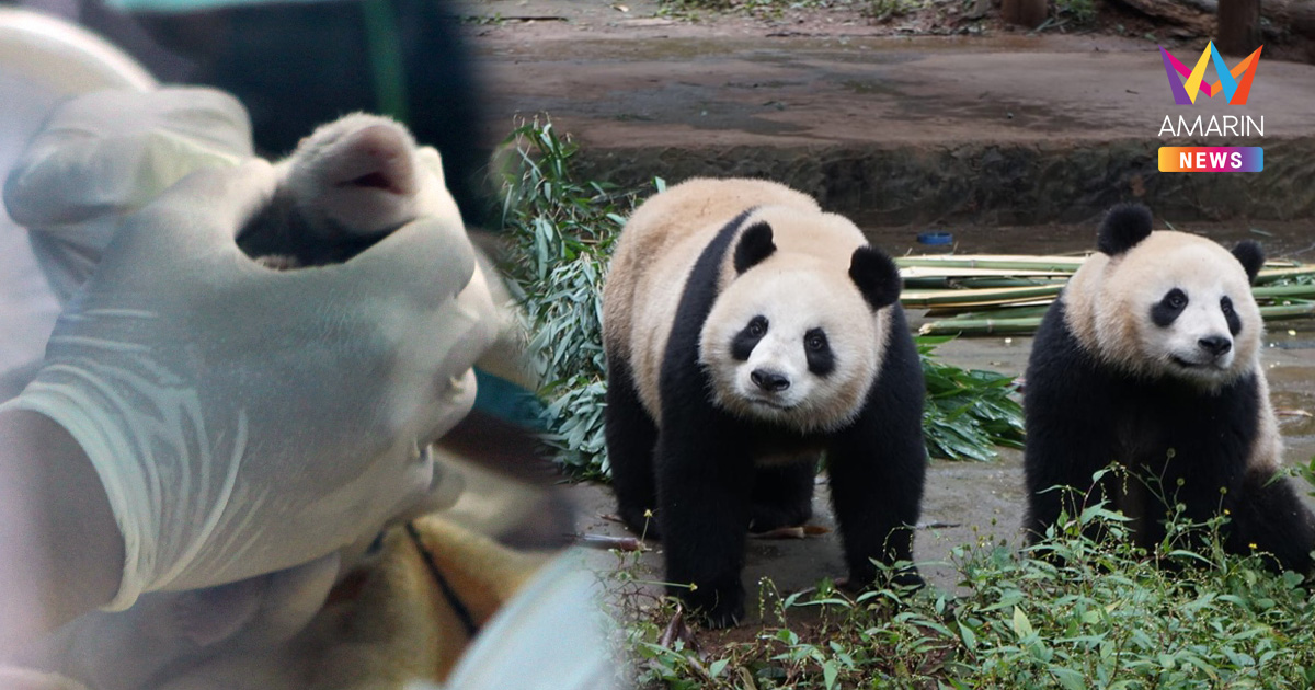 ครบ 16 ปี กำเนิด "หลินปิง" ลูกแพนด้าทูตสันถวไมตรีไทย-จีนจากการผสมเทียม