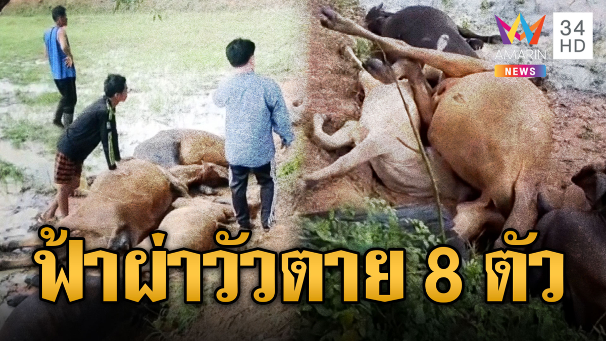 พายุฝนถล่ม ฟ้าผ่าวัวตายนอนเรียงกัน 8 ตัว