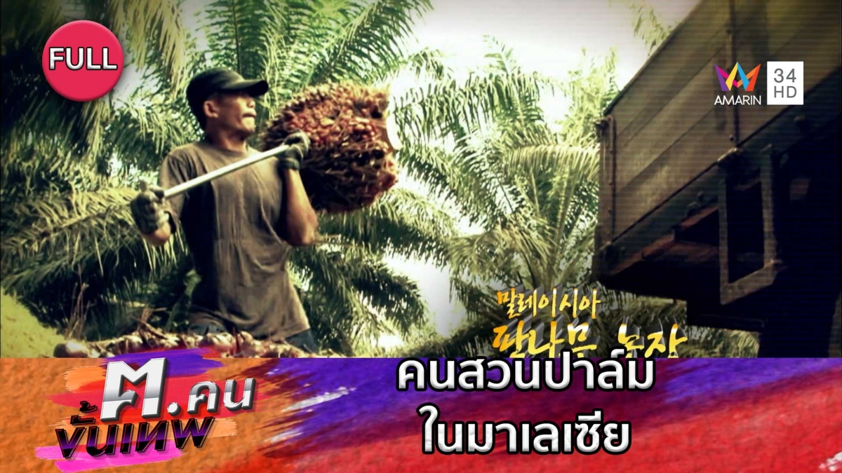 คนสวนปาล์มในมาเลเซีย | ฅ.คนขั้นเทพ
