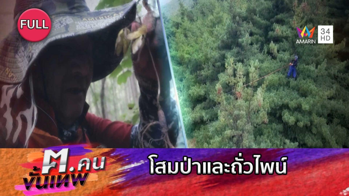 โสมป่าและถั่วไพน์ | ฅ.คนขั้นเทพ