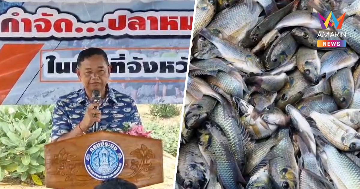 ชาวเพชรบุรี ลงแขกจับปลาหมอคางดำ ขายบ่อเลี้ยงปลากระพง-ส่งให้เรือนจำกลาง