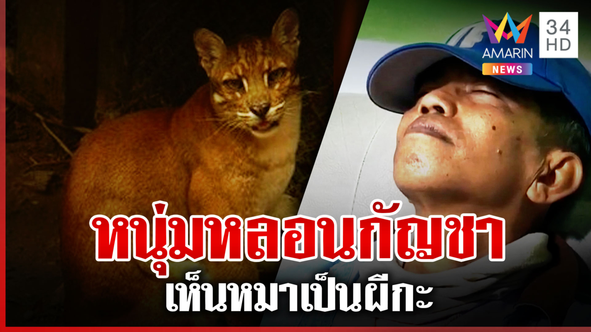หลอนกัญชาหนัก! เห็นหมาเป็นเสือไฟรัวยิง 4 นัด ลั่นเป็นผีกะต้องกำจัด