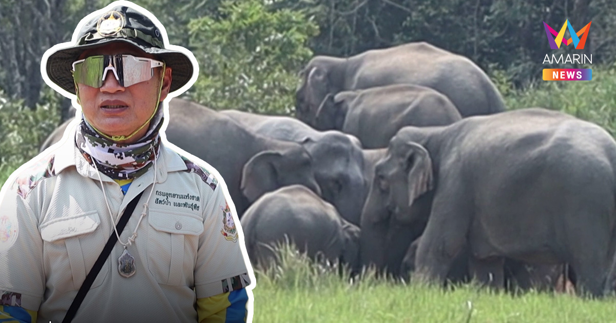 ตำนานแห่งเขาใหญ่ "สุทธิพร" นักจัดจราจรช้าง มือปราบช้างป่าแห่งเขาใหญ่