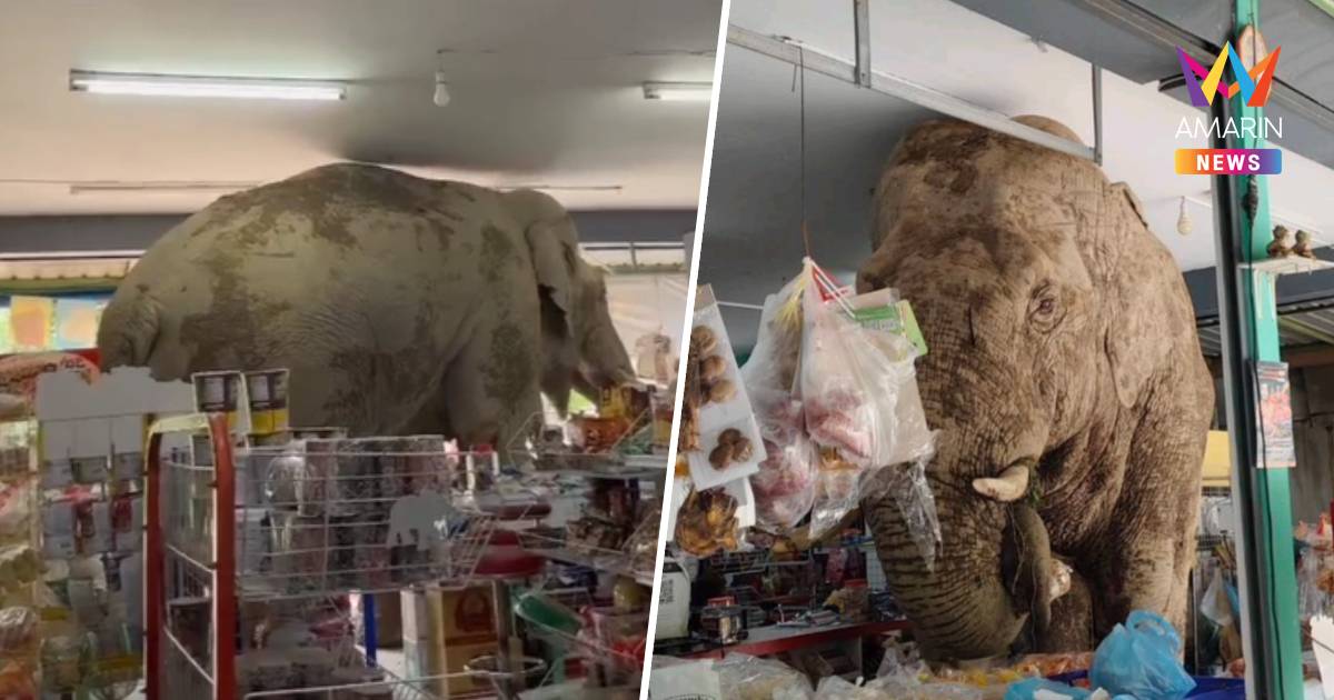 ระทึก! "พลายงวงทอง" ช้างป่าจอมแสบ บุกค้นของกินในร้านสะดวกซื้อโคราช