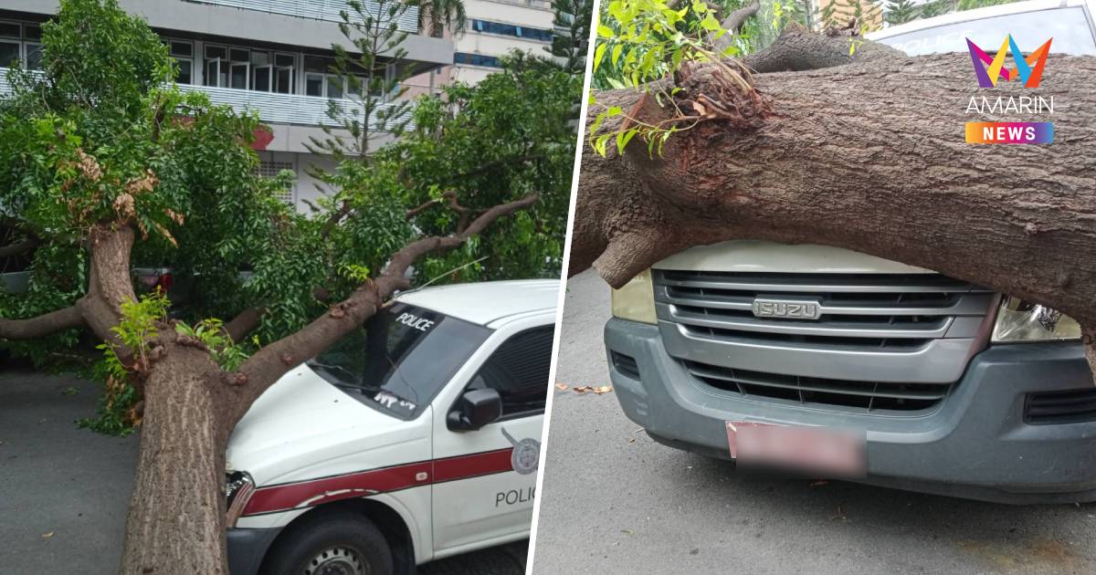 ตะเคียนยักษ์กว่า 50 ปี ใน สำนักงานตำรวจแห่งชาติ โค่นล้มทับรถพัง 7 คัน