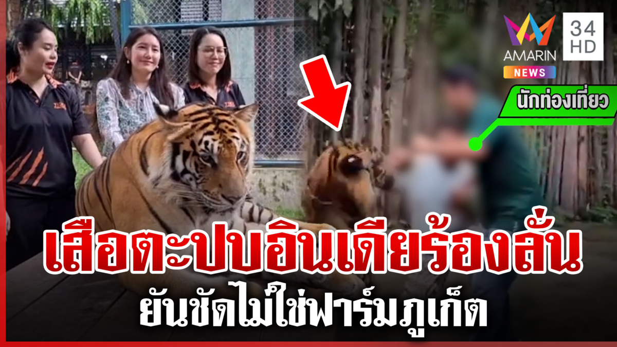 สวนเสือตั้งโต๊ะชี้แจง คลิปเสือตะปบหนุ่มอินเดีย ไม่ใช่ภูเก็ต