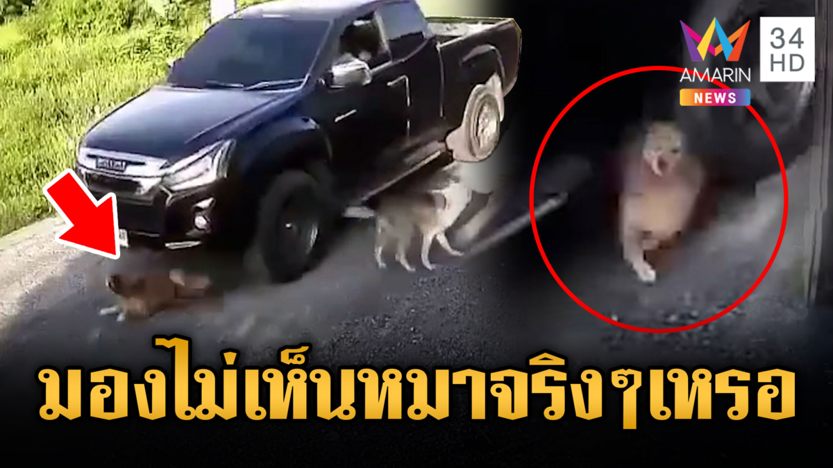 กระบะเหี้ยม มองไม่เห็นหมาจริงๆ เหรอ
