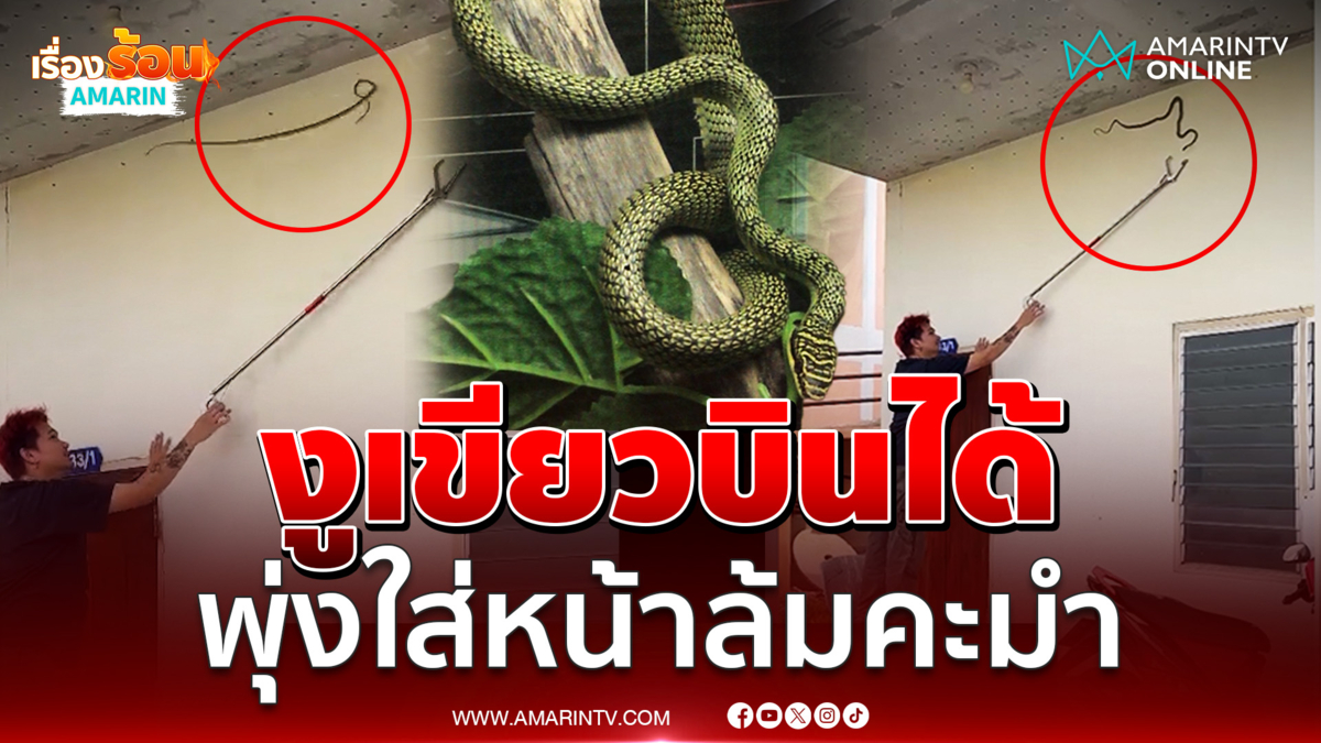 หนุ่มเจองูเขียวบินใส่หน้า งานนี้มีคนเจ็บ