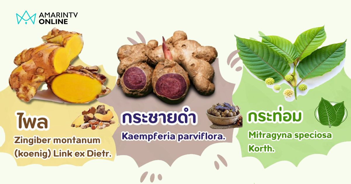 เปิดสรรพคุณ "ไพล กระชายดำ กระท่อม" Herb of the year ของไทย