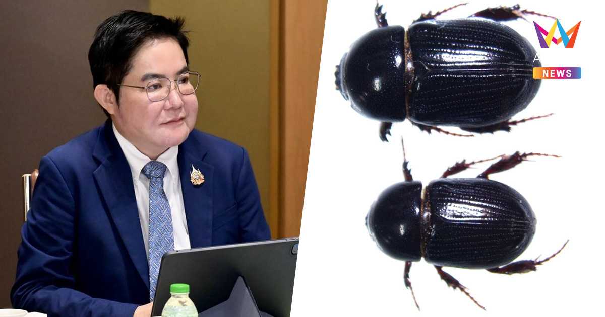 กษ. เร่งแก้ปัญหาด้วงดำระบาด ทำต้นข้าวเสียหายอย่างหนัก