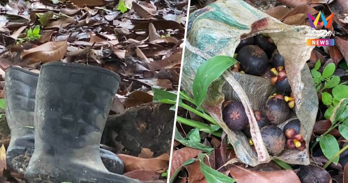 เจ้าของชาวสวนมังคุด วัย 50 ปี เสียชีวิต บนต้นมังคุด 2 วัน ถึงมีคนมาพบ