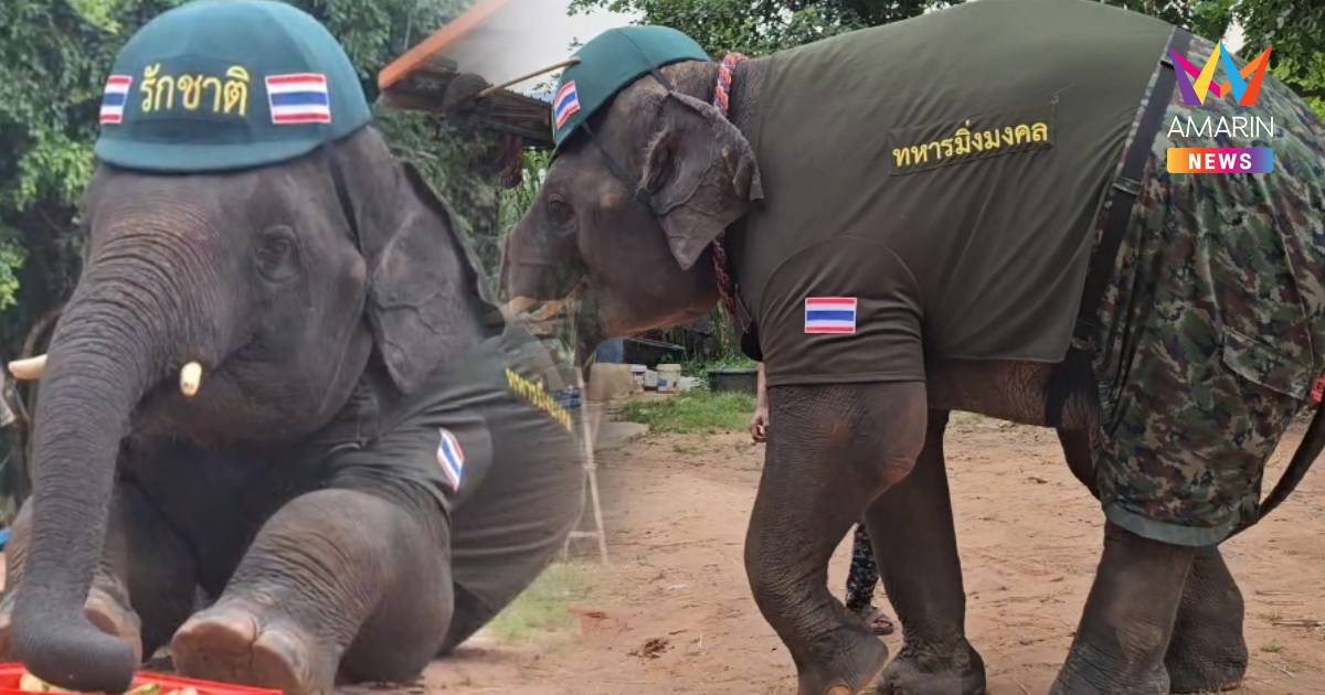 สุดน่ารัก พลายมิ่งมงคล ใส่ชุดทหารรักชาติ ส่งกำลังให้พี่ๆทหารแนวชายแดน