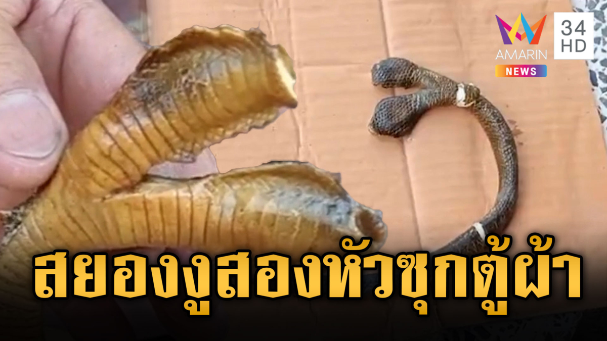 สาวสยอง ซากงูสองหัวซุกตู้เสื้อผ้า