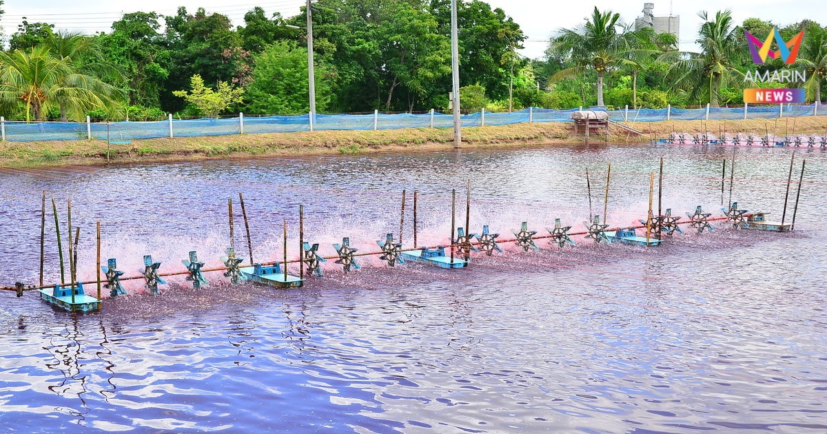 จาก “กุ้งกุลาดำ”สู่“กุ้งขาวแวนนาไม” เส้นทางปรับตัวของอุตสาหกรรมกุ้งไทย