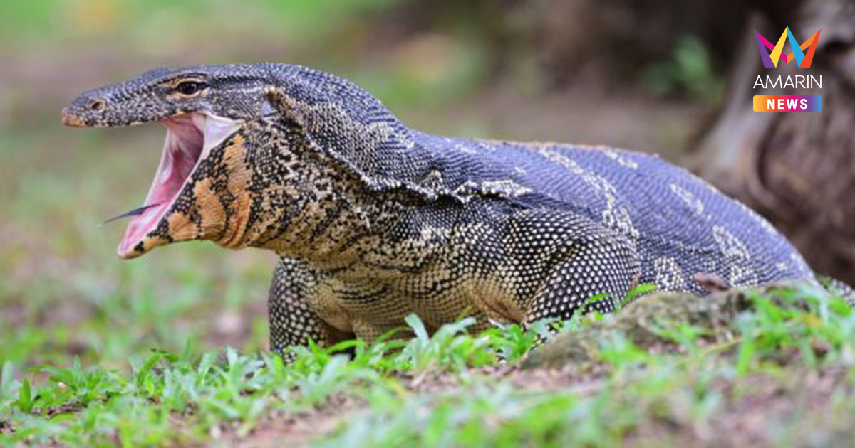 “เหี้ย” สารพัดประโยชน์!  สัตว์เศรษฐกิจใหม่ กินได้ขายดี มีสรรพคุณทางยา