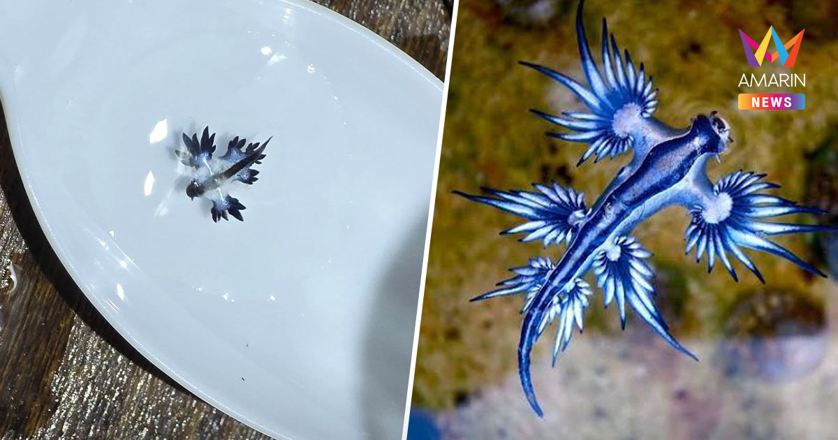 รู้จัก Blue Dargon มังกรทะเลสีน้ำเงิน  พิษร้ายอันตรายถึงชีวิต