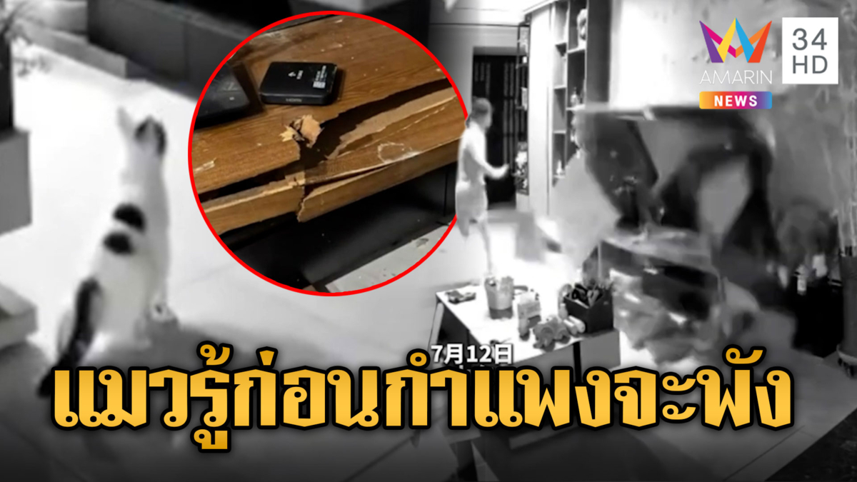 สัญชาติญารแมว รู้ก่อนกำแพงจะพัง