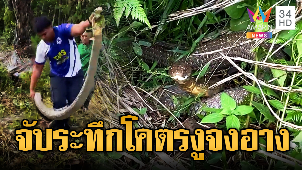 จับจงอางยักษ์ 5 เมตร ซุกโพรงหญ้า