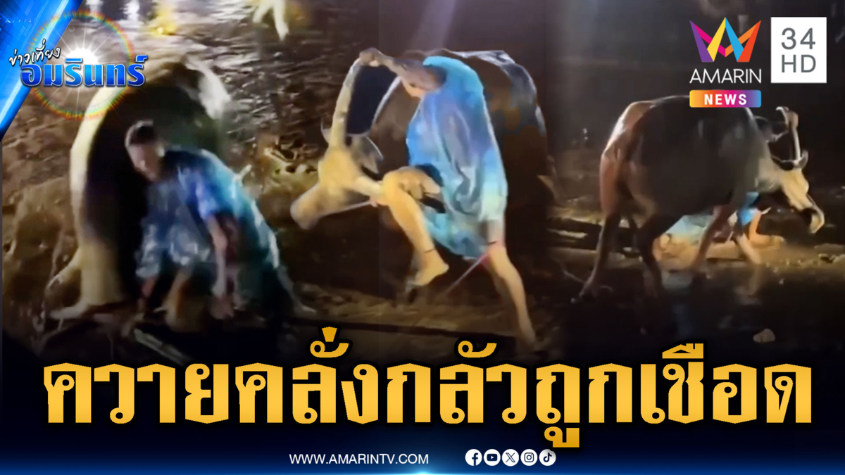 ควายคลั่งคนเกาะเขาควายโดนเหวี่ยง