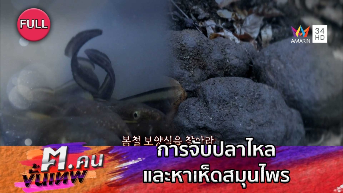 การจับปลาไหลและหาเห็ดสมุนไพร | ฅ.คนขั้นเทพ
