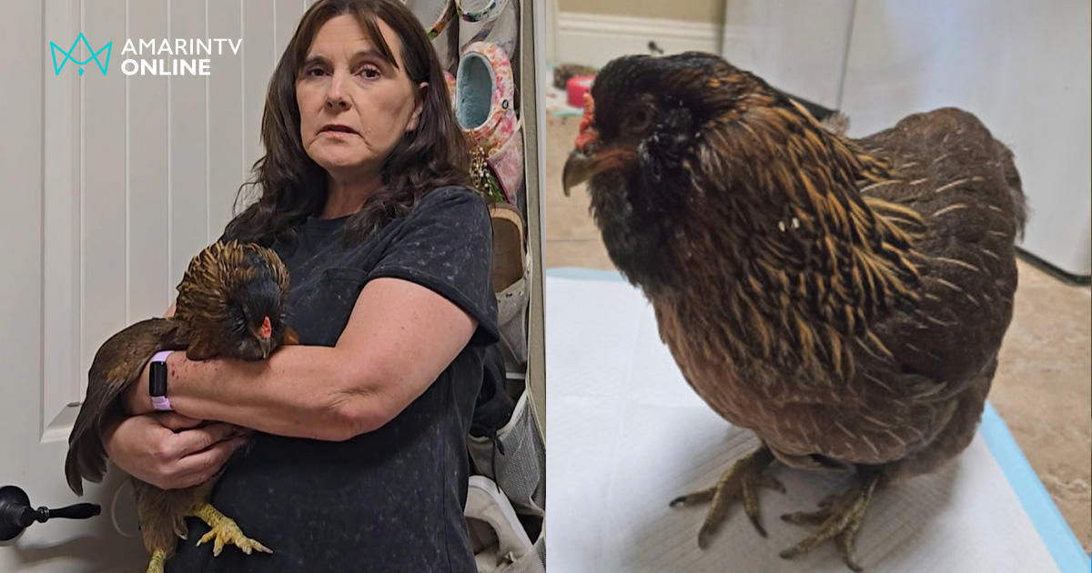 "เพิร์ล" แม่ไก่อายุมากที่สุดในโลก แชมป์ใหม่ลง Guinness World Records