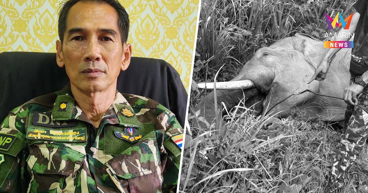 อุทยานแห่งชาติเขาใหญ่ ยันจัดการซาก พลายขุนศึก ตามระเบียบ