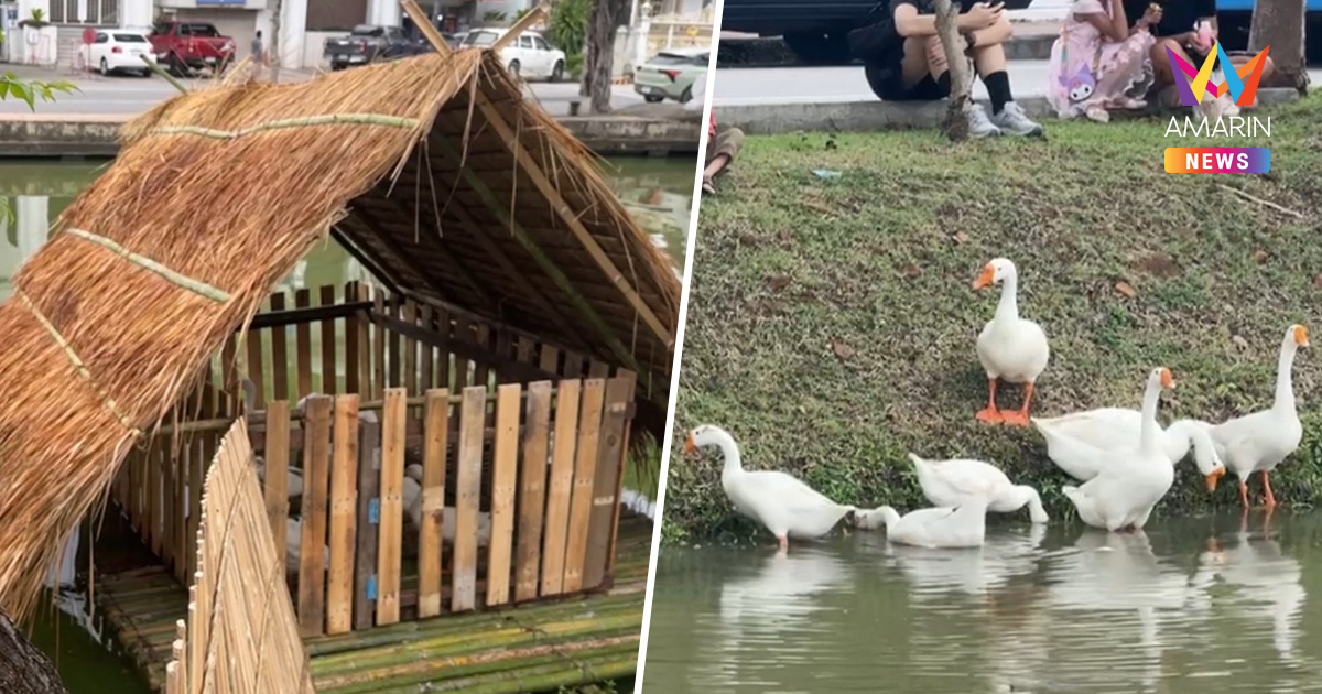 วันหยุดแต่น้องห่านเชียงใหม่ฝึกงานไม่หยุด แถมอัปเกรดบ้านใหม่