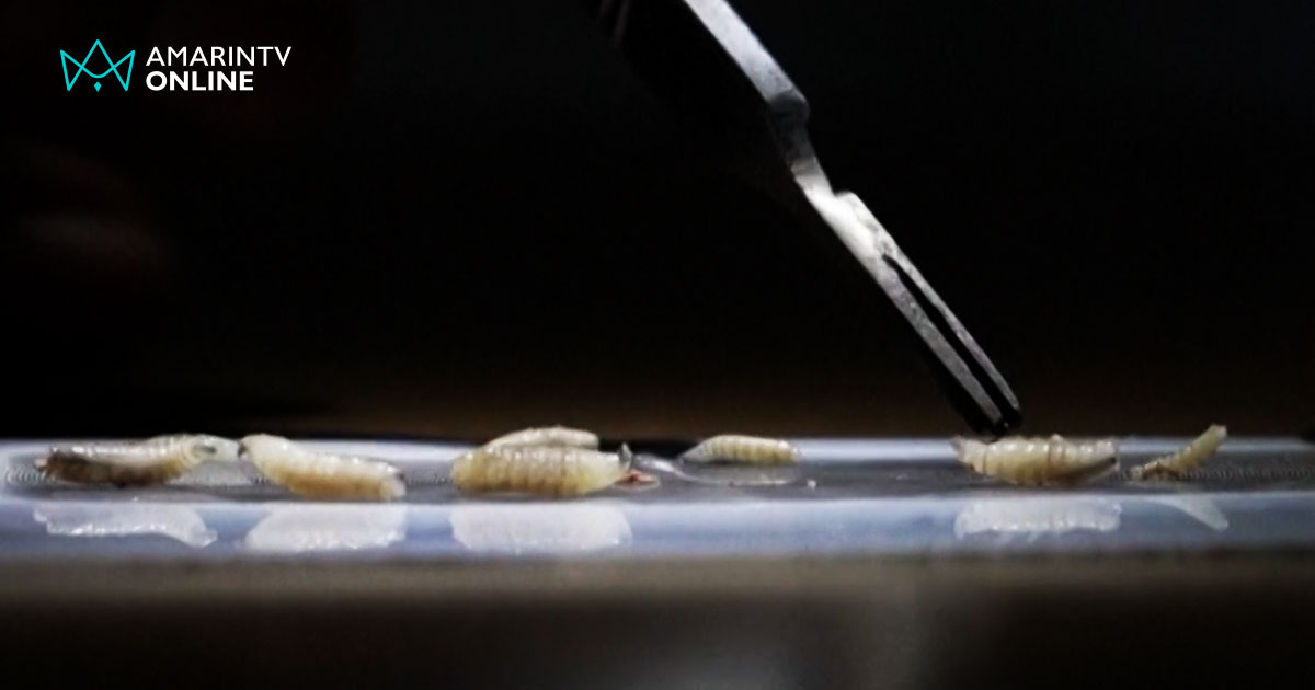 “หนอนแมลงวันกินเนื้อมนุษย์” รายแรก รู้จักปรสิตสยอง New World Screwworm