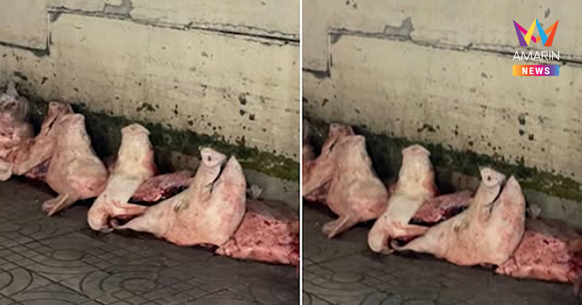 ชาวเน็ตจวกยับ สภาพหัวหมูสดวางเรียงบนพื้นฟุตบาทเหมือนขยะ