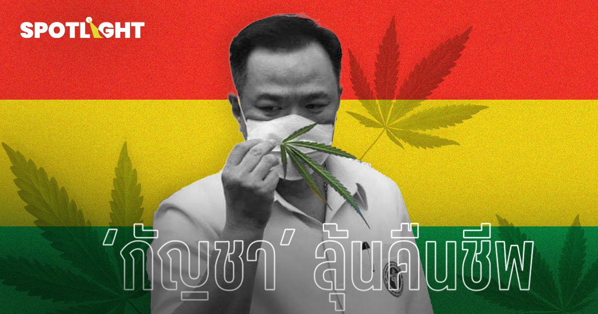 จับตานโยบาย ‘กัญชา’ ลุ้นคืนชีพ ซื้อขายคล่องขึ้น ในยุคนายกฯ อนุทิน